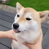 smiling dog, funny dog, shiba dog, akita dog cheese leaf dog, the most interesting animal