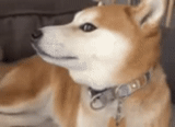 siba inu, chien akita, shiba est un chien, le chien de siba inu