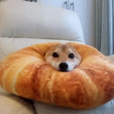 shiba dog, shiba inu, dog bagel, dog steamed stuffed bun, shiba inu bread