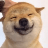le sourire, chien yoshi, les chiens sourient, le chien de siba inu, chien souriant