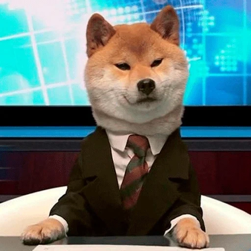 сиба-ину, собака сиба ину, шиба ину, собака сиба, shiba inu