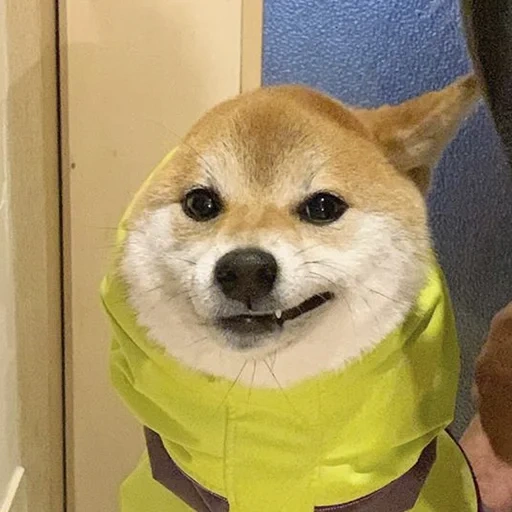 wholesome doge, доги улыбается, shiba inu, shiba, упоротый пес