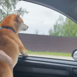 anjing, robot anjing, anjing sedang mengemudi, binatang itu konyol, anjing beagle