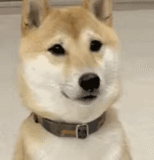 shiba, akita hund, shiba ist doge, shiba ist ein hund, hund feni rasse