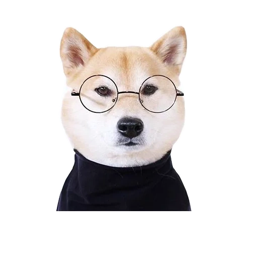 сиба ину, shiba inu, сиба ину стив, сиба ину акита ину