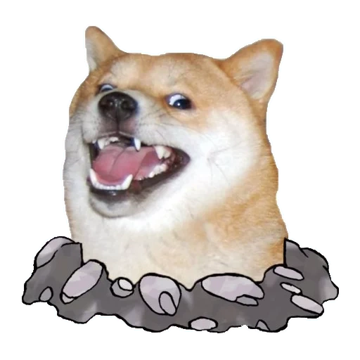 doge, chiens, chien akita, dank doggo, mèmes de chien