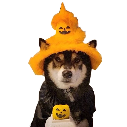 lil doge, perros encantadores, animales bonitos, husky halloween, husky husky de halloween