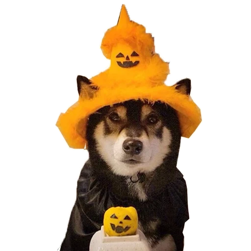 lil doge, cane carino, animali carini, husky halloween, halloween husky husky