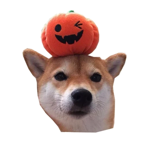 the dorjee, das dog meme, posel meme, the tangerine dog