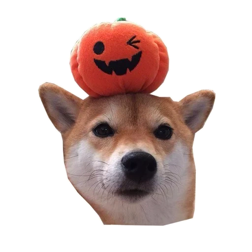 dorje, dog meme, posel meme, tangerine dog