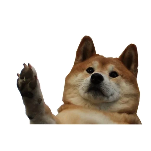 doji, doge, instalação, cão meme, modelo de cão akita