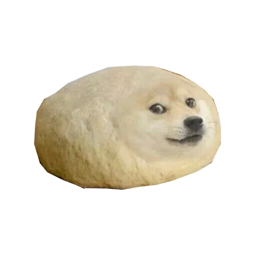 pão de cachorro, doge meme, cachorro, cão de pão, motivo de cão redondo branco