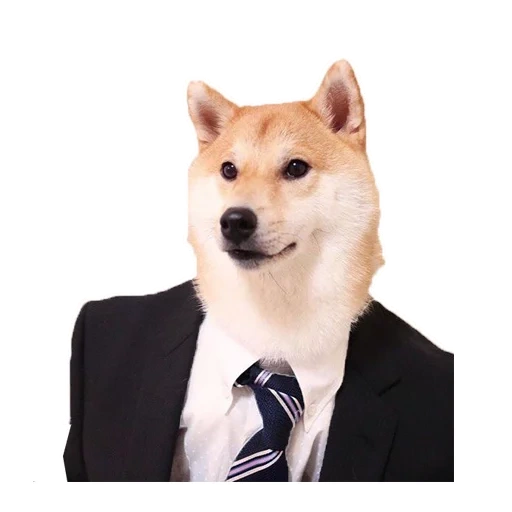 сиба ину, сиба ину doge, собака пиджаке