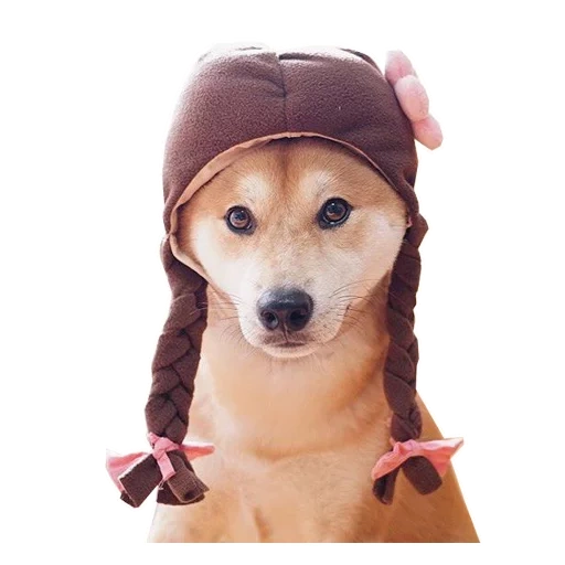 dog, dog, chihuahua wig, dog trumpet, beanie's dog hat
