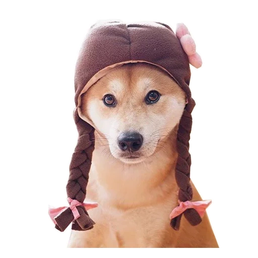 anjing, anjing, wig chihuahua, anjing itu kecil, bini hat of the dog