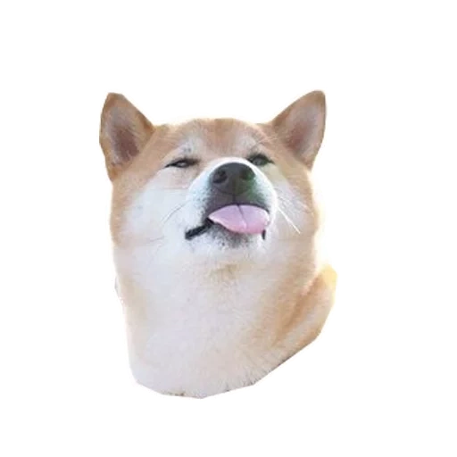 dog, shiba dog, akita dog, epic dog meme, chiba dog akita dog