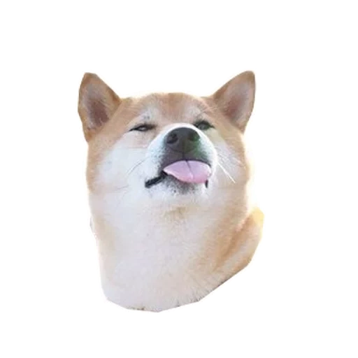 der hund, chai dog, akita inu, epic dog meme, chiba inu akita inu