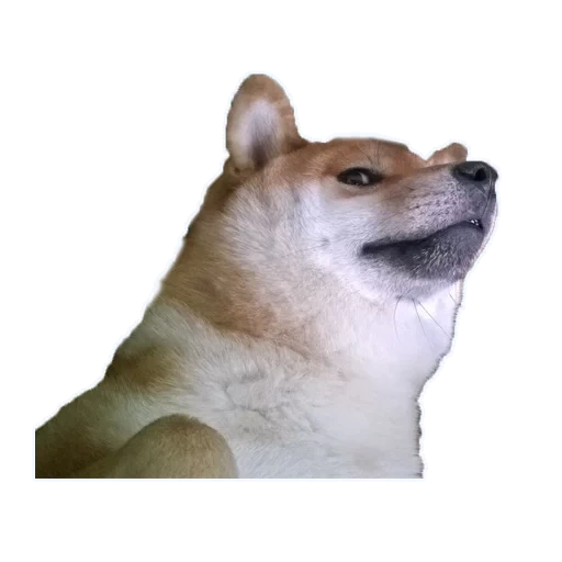 cane, cane, dorime doge, chai dog meme