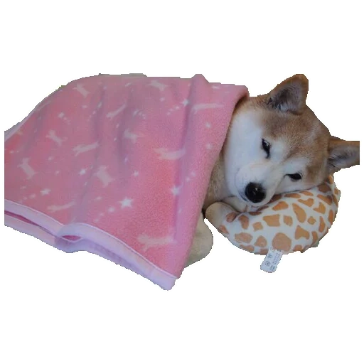 doggo, shiba inu, a lovely dog, stimulus meme, shiba inu puppy