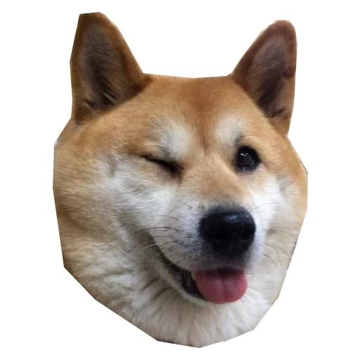 shiba, anjing, siba inu, shiba inu