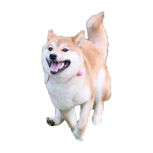 shiba dog, shiba dog, akita dog, eight male dogs, akita dog cheese leaf dog