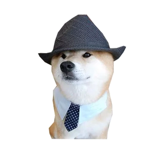the doggo, doggo der hund, eduardo dog meme