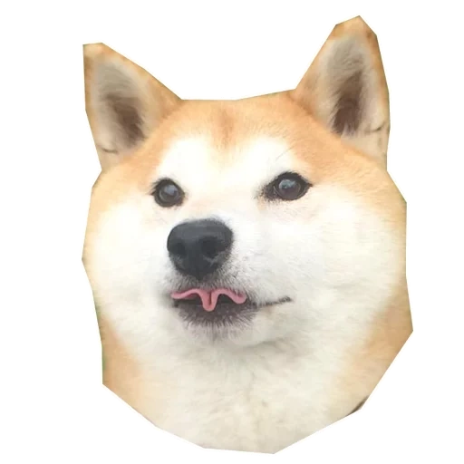 doggo, doggo meme, trompette pour chien, rapid liquid doggo, entrevue de mème de chien