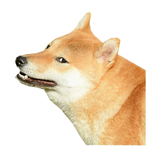 cão de madeira, cão de madeira, shiba inu, cão siba, chiba dog akita