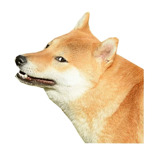 сиба-ину, шиба ину, shiba inu, собака сиба, сиба ину акита ину