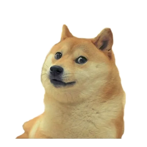 siba inu, shiba inu, doge dog, shiba adalah doge, siba inu doge