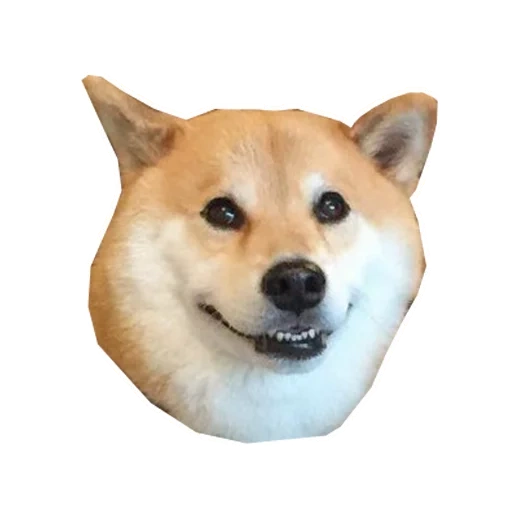 doge, dog meme, shiba dog, shiba dog, doge dog smile white bottom