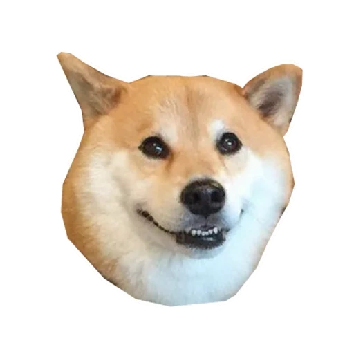 doge, meme del cane, cane da legna, cani da legna, doge cane sorridi su fondo bianco