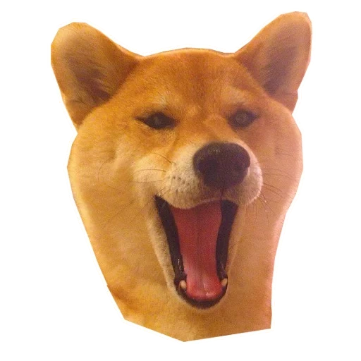 shiba dog, dog head