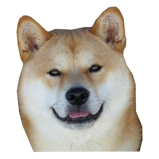 shiba, cão de madeira, cão akita, shiba inu, cão de madeira