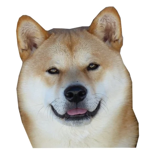 shiba, shiba inu, akita inu, shiba inu, shiba adalah seekor anjing