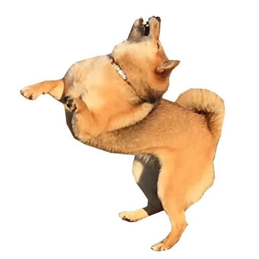 perro, shiba inu, el perro esta bailando, el perro de shiba, figura gulliver bulldog 88179b