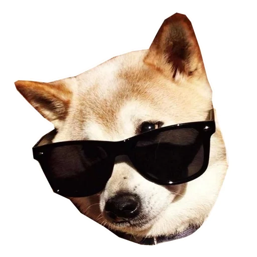 twitch.tv, doge swag, doge in glasses, cão de madeira, óculos pretos de cachorro