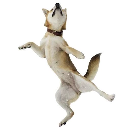 cane, cane da ballo, un cane che salta, chihuahua salto, cane salta su fondo bianco