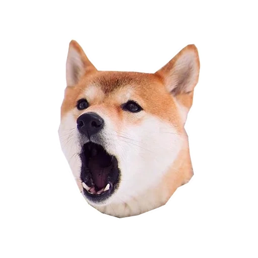 shiba inu, shiba inu, perro akita, shiba es un perro, sibun dog con fondo transparente