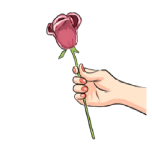 rose, take the roses, pink roses, holding the hand of a rose, hold a flower in one's hand
