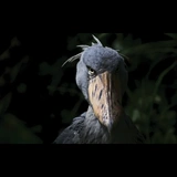 Shoebill