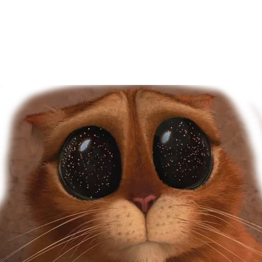 shrek, gato shrek, os olhos do gato shrek, olhos do gato shrek, o gato está com olhos lixantes