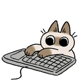 achar, teclado, o gato está no teclado