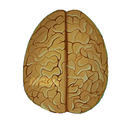cérebro, emoji, cérebro humano