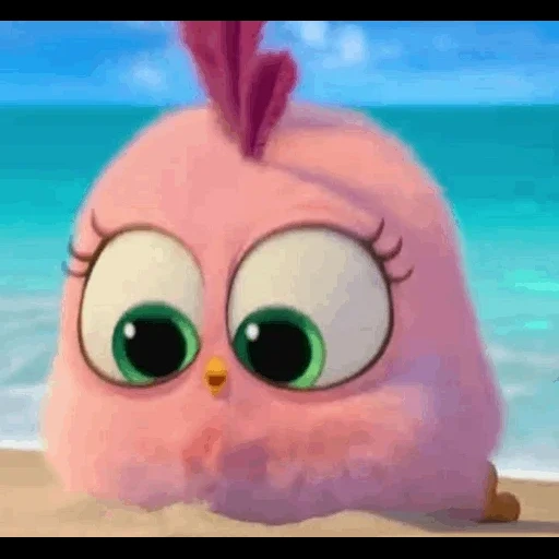 angry birds, cinema angry birds, chicks de engry berdz, angry birds hatchlings, engry berdz 2 gatos do mar