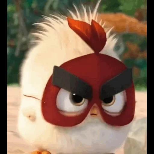angry birds, angry birds action, engry berdz is red, engry berdz cartoon, engry berdz red bird