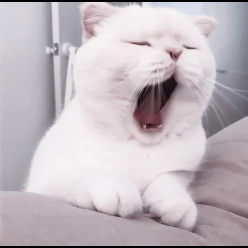 кот, милые котики, зевающий котик, кот зевает мем, веселые животные