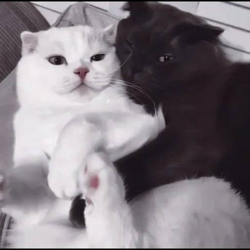 кот, кошка, котики, кот кошка, черный белый котик обнимаются
