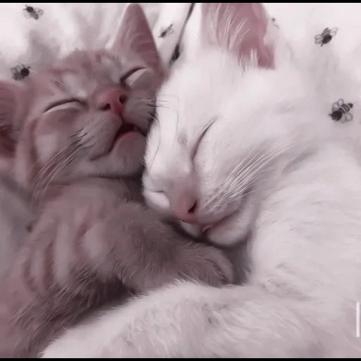 кошка, милые котики, кошка котенок, фотографии милых котиков, милые котики обнимаются пикчи