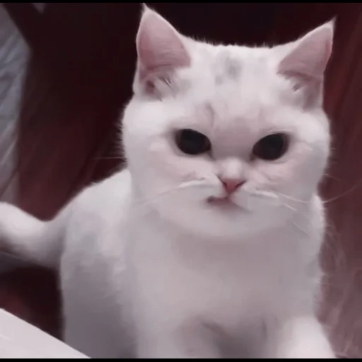 кот, кот злой, котик белый, милые котики белые, милые котики смешные